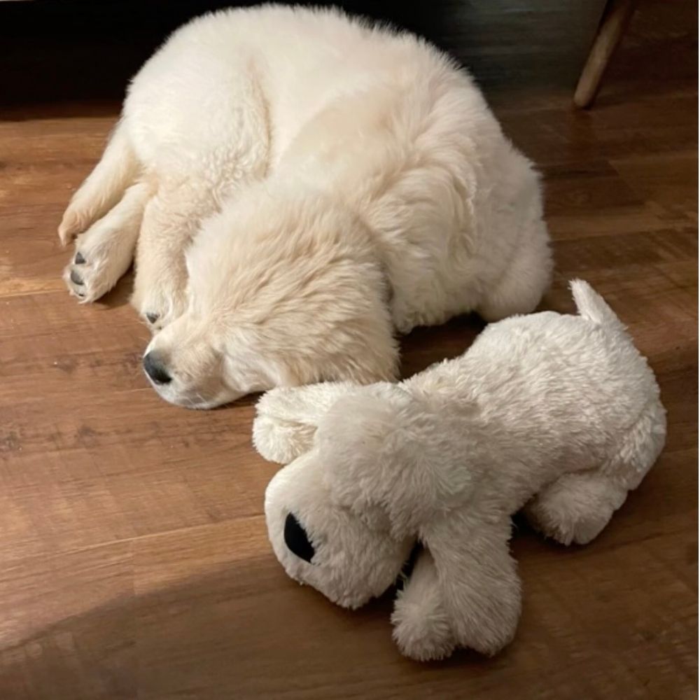 Pupcalm beroligende hundelegetøj hvid