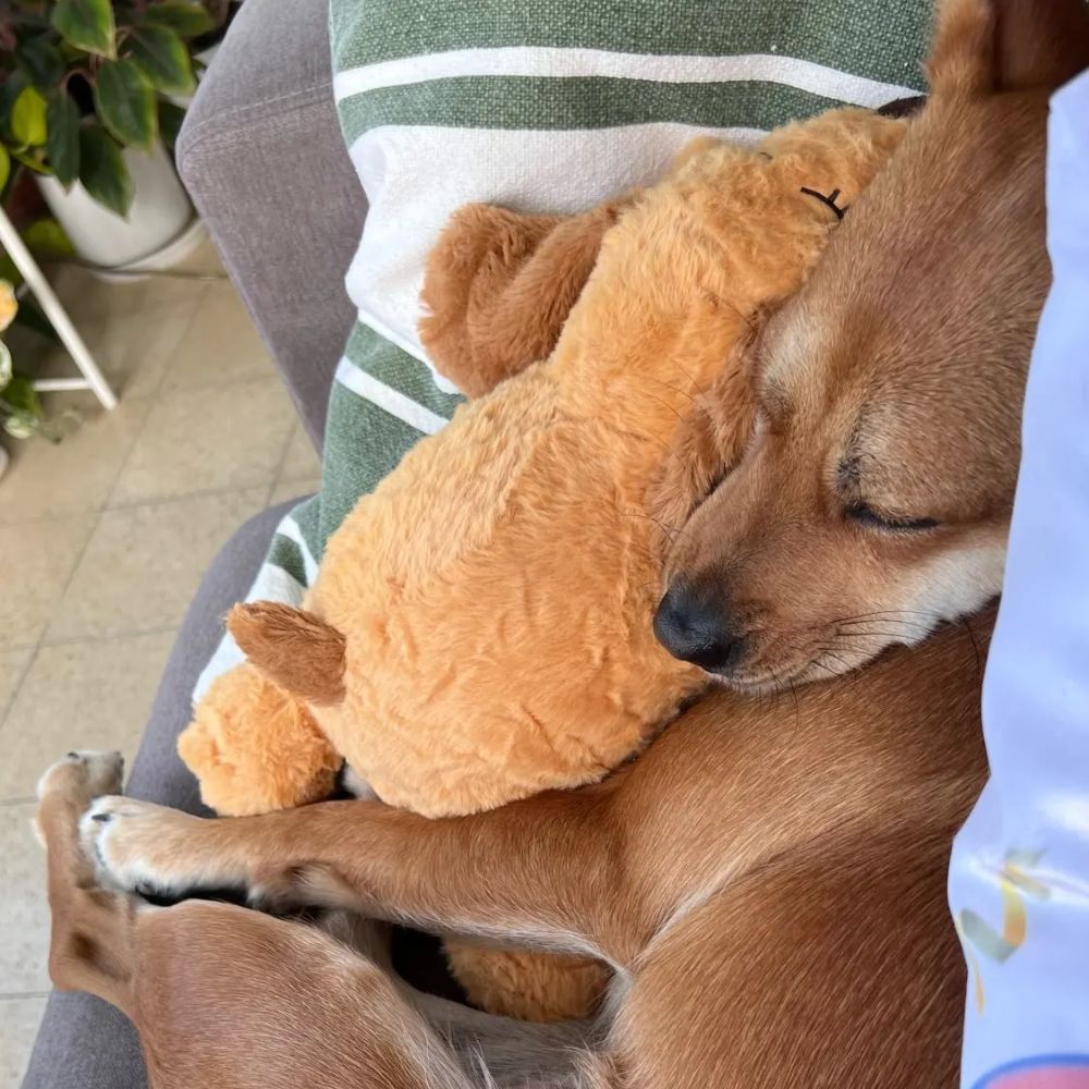 Pupcalm™ – Lindert Stress und hilft bei Angstzuständen