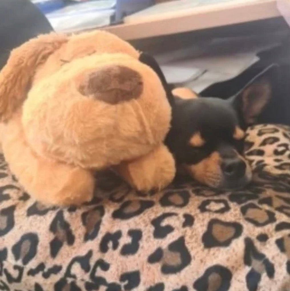 Pupcalm beroligende hundelegetøj kundeanmeldelse