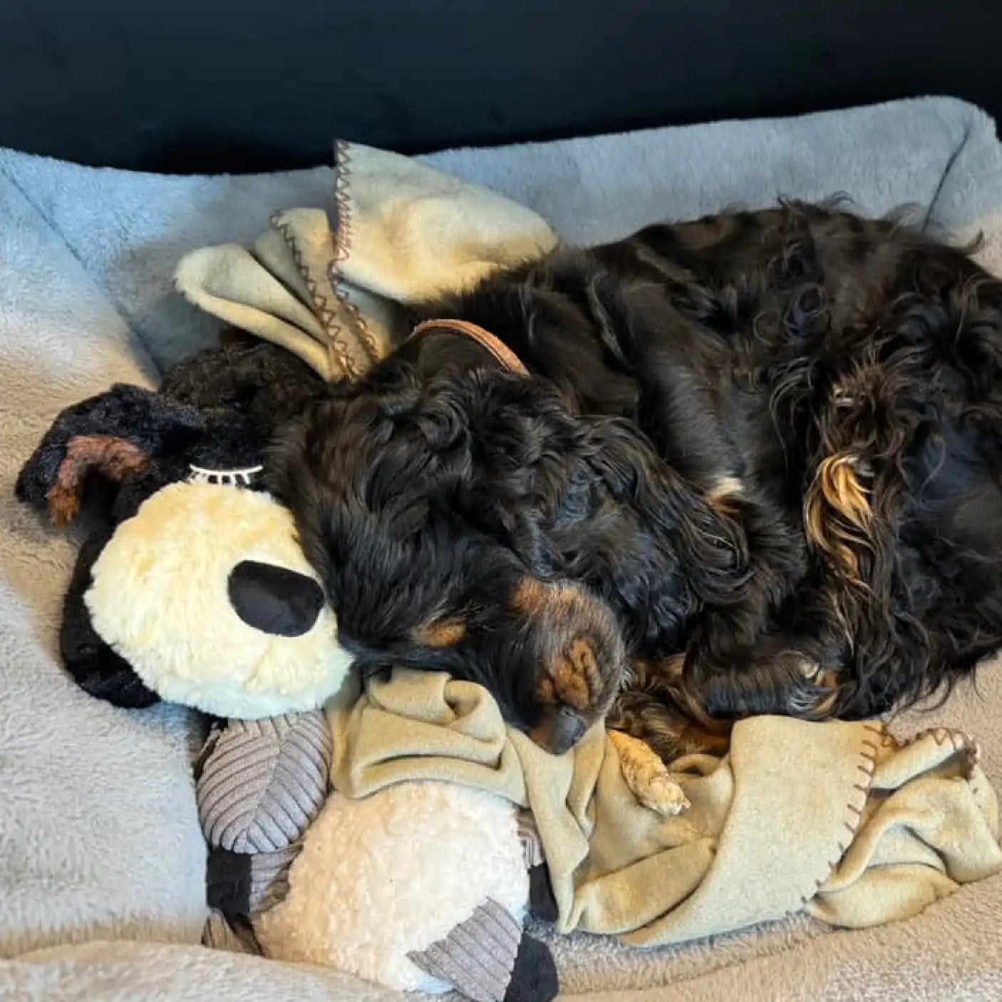 Pupcalm beroligende hundelegetøj kundeanmeldelse 4