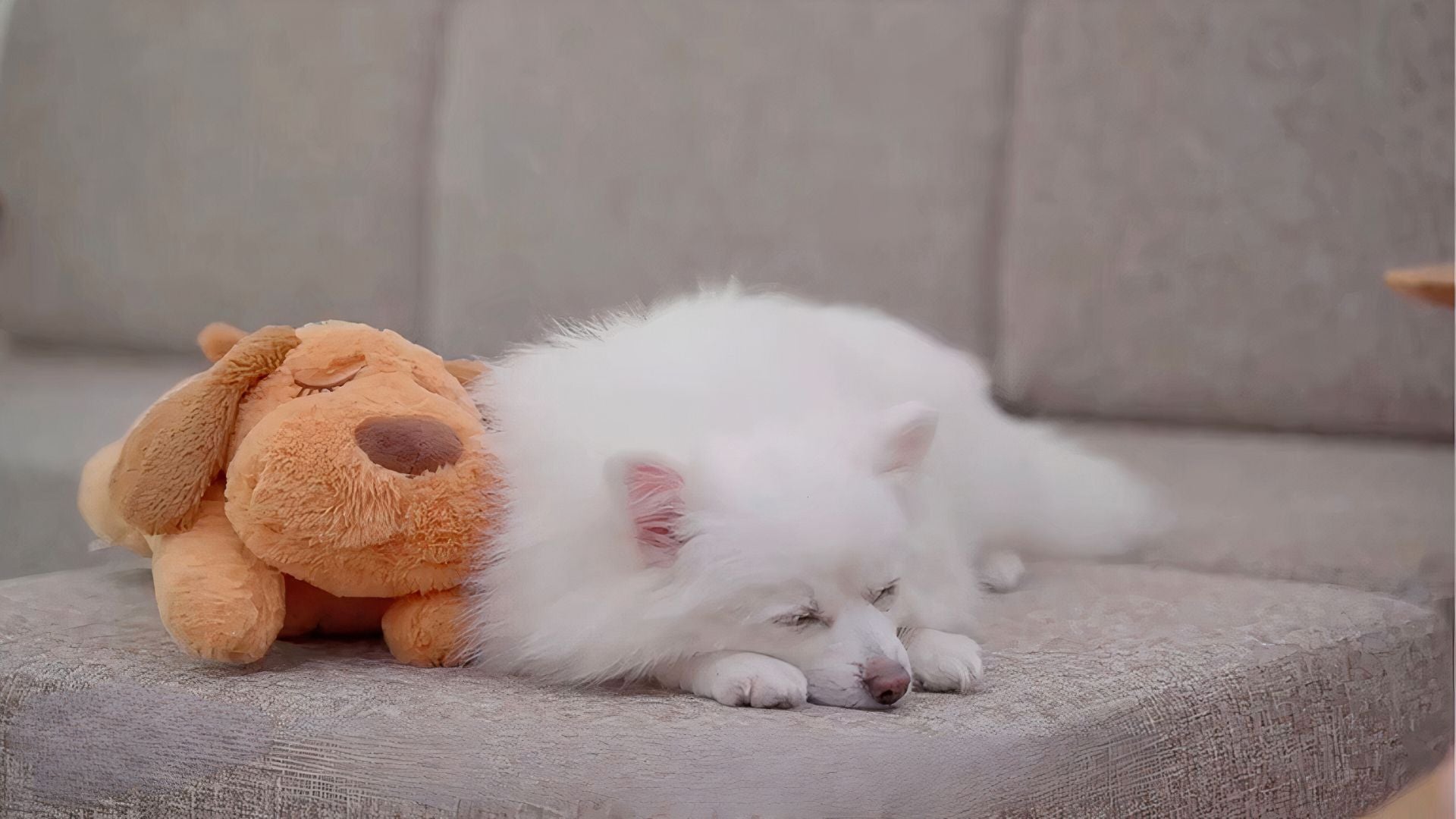 hvid hund sover med sit Pupcalm beroligende hundelegetøj