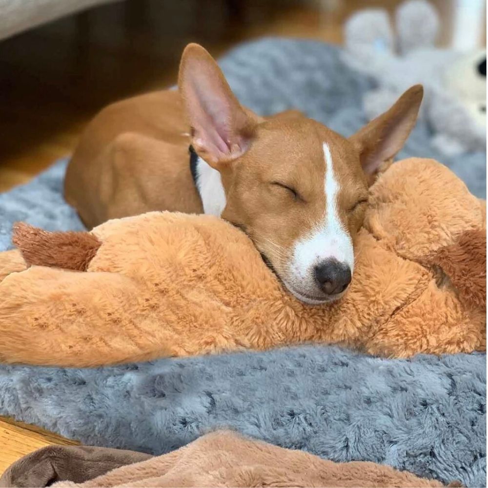 Pupcalm™ – Lindert Stress und hilft bei Angstzuständen