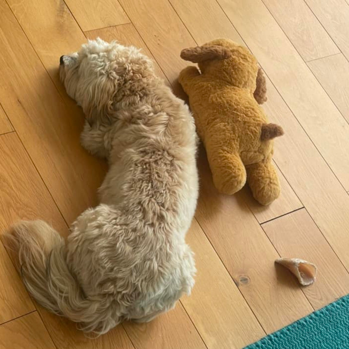 Pupcalm beroligende hundelegetøj kundeanmeldelse 3