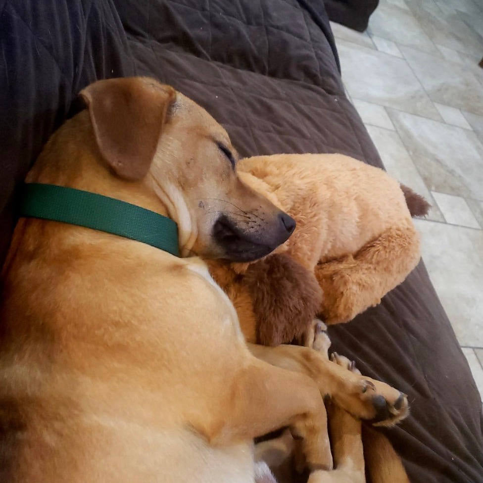 hund sover med pupcalm beroligende hundelegetøj